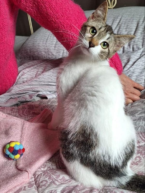 Piuma, dolce micetta 6 mesi Foto 2